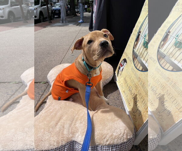 Medium Photo #4 Mutt Puppy For Sale in Derwood, MD, USA