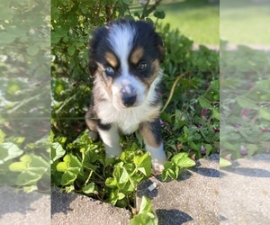 Australian Shepherd Puppy for sale in BEECH GROVE, IN, USA