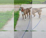 Small #2 American Pit Bull Terrier Mix