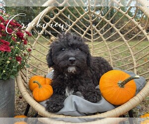 Medium Schnoodle (Miniature)