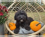 Puppy Augustus Schnoodle (Miniature)