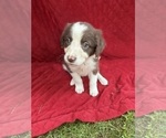 Small Photo #52 Borador Puppy For Sale in MARION, VA, USA