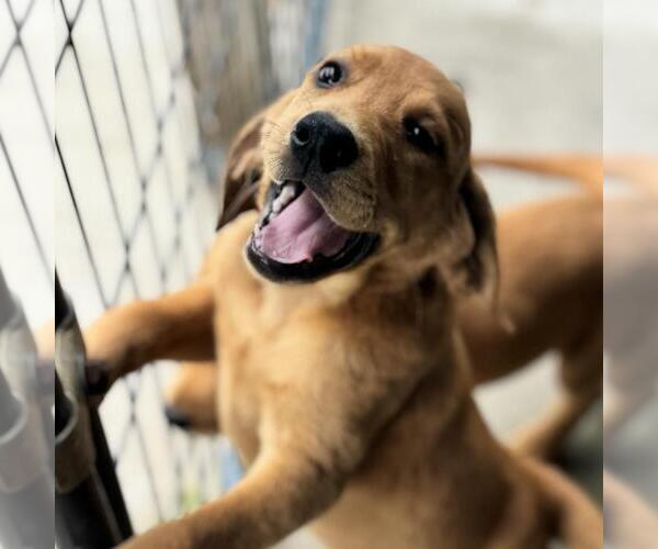 Medium Photo #3 Labbe Puppy For Sale in Yardley, PA, USA