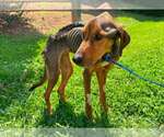 Small #10 Mutt