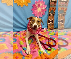 Lab-Pointer Dogs for adoption in Henderson, NV, USA