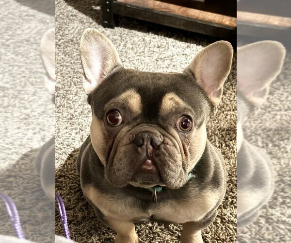 Medium Photo #2 French Bulldog Puppy For Sale in Carrollton, TX, USA