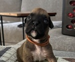 Puppy Orange collar Boxer