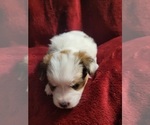 Small Photo #11 Yorkshire Terrier Puppy For Sale in AKRON, OH, USA