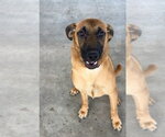 Small #1 German Shepherd Dog Mix