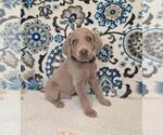 Puppy Arlo Weimaraner