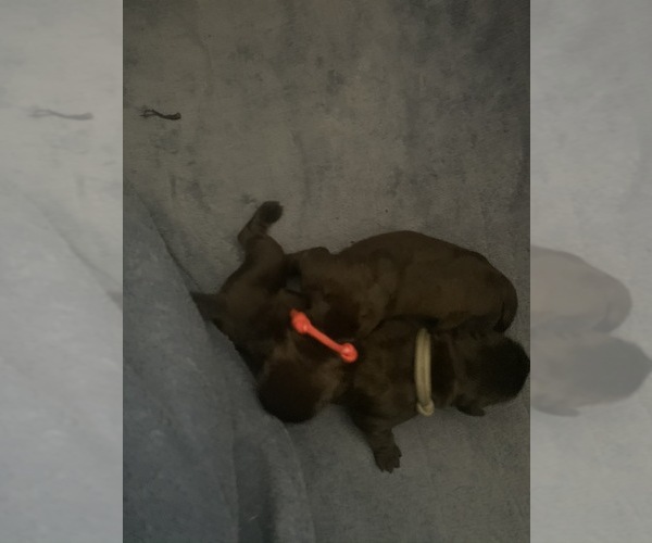 Medium Photo #12 Boerboel Puppy For Sale in LAS CRUCES, NM, USA