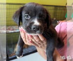 Small #1 Labrador Retriever-Retriever  Mix