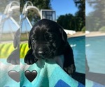 Small #11 Labrador Retriever