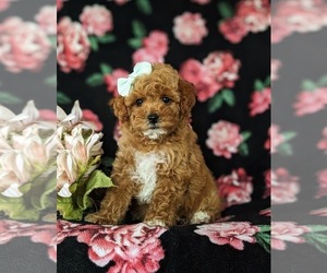 Cock-A-Poo Puppy for sale in NOTTINGHAM, PA, USA