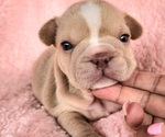 Small #6 French Bulldog