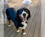 Small #7 Bernese Mountain Dog