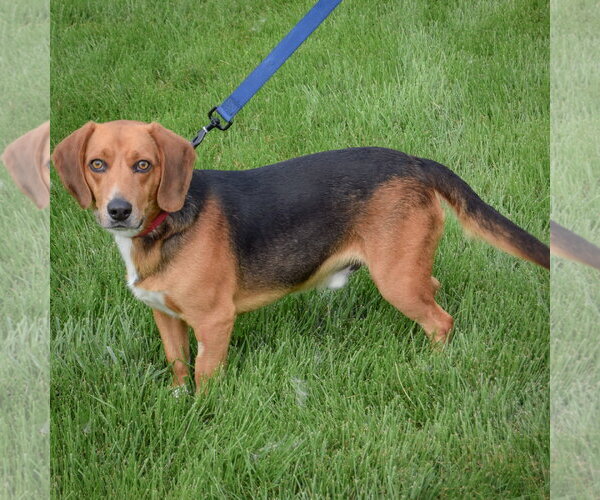 Medium Photo #2 Beagle Puppy For Sale in Huntley, IL, USA