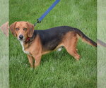 Small #1 Beagle
