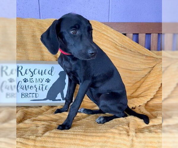 Medium Photo #1 Mutt Puppy For Sale in Genesee, WI, USA