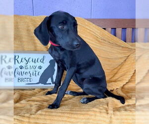 Mutt Dogs for adoption in Genesee, WI, USA