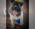 Small Photo #1 Akita Puppy For Sale in INGLIS, FL, USA