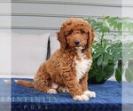 Small #3 Goldendoodle