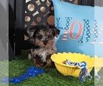Small #3 Yorkipoo