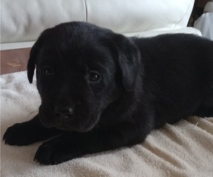 Labrador Retriever Puppy for Sale in ORANGE, Massachusetts USA