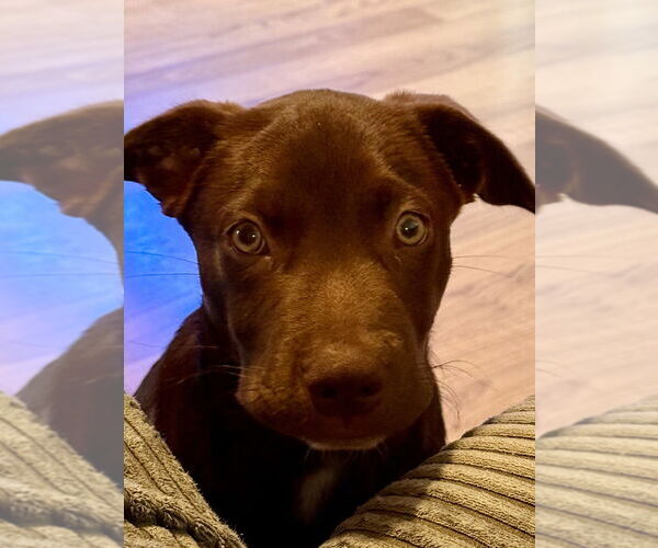 Medium Photo #17 Huskies -Labrador Retriever Mix Puppy For Sale in Raleigh, NC, USA