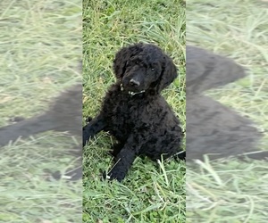 Goldendoodle Puppy for sale in BORDENTOWN, NJ, USA