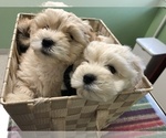 Small Photo #19 Coton de Tulear Puppy For Sale in YELM, WA, USA