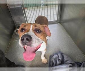 Staffordshire Bull Terrier Dogs for adoption in Orange, CA, USA