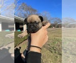 Small Photo #2 French Bulldog Puppy For Sale in MARIETTA, GA, USA