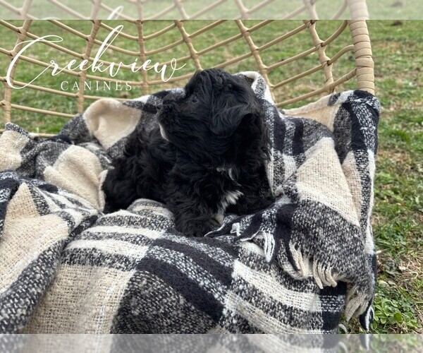 Medium Photo #21 Havapoo Puppy For Sale in NIANGUA, MO, USA