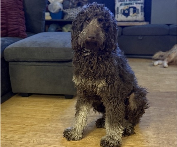 Medium Photo #18 Goldendoodle Puppy For Sale in DENVER, NC, USA