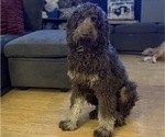 Small #17 Goldendoodle
