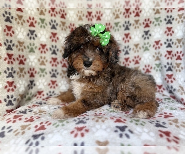 Medium Photo #2 Aussiedoodle Miniature  Puppy For Sale in LAKELAND, FL, USA