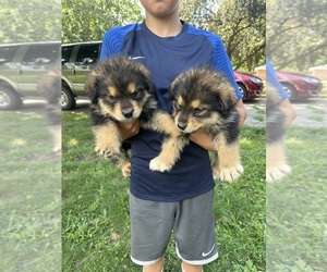 Alaskan Malamute-Rottweiler Mix Puppy for sale in MILFORD, IN, USA