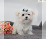 Small #3 Maltese