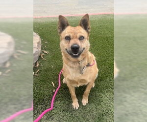 Roxie - Female Mutt Dog for Adoption - Photo #6