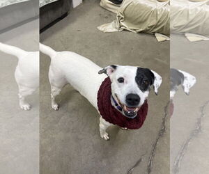 Labrador Retriever-Unknown Mix Dogs for adoption in Rockaway, NJ, USA