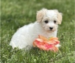 Small #14 Maltese