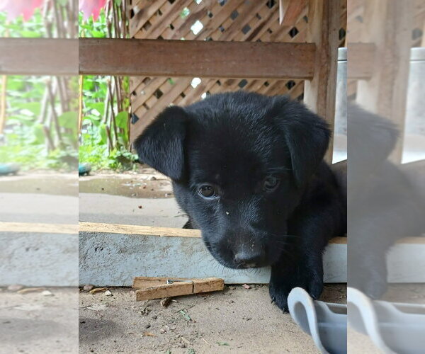 Medium Photo #2 Shepradors Puppy For Sale in Aurora, IN, USA