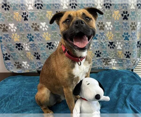 Medium Photo #1 American Pit Bull Terrier-Unknown Mix Puppy For Sale in McKinleyville, CA, USA