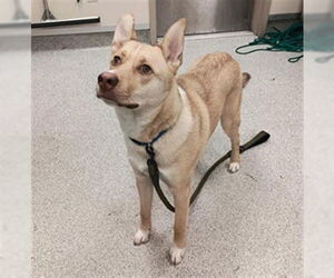 Siberian Husky-Unknown Mix Dogs for adoption in Elk Grove, CA, USA