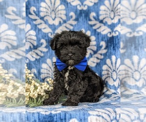 YorkiePoo Puppy for sale in CHRISTIANA, PA, USA