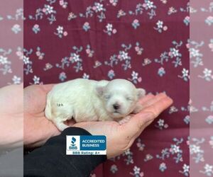 Maltese Puppy for sale in WINNSBORO, LA, USA