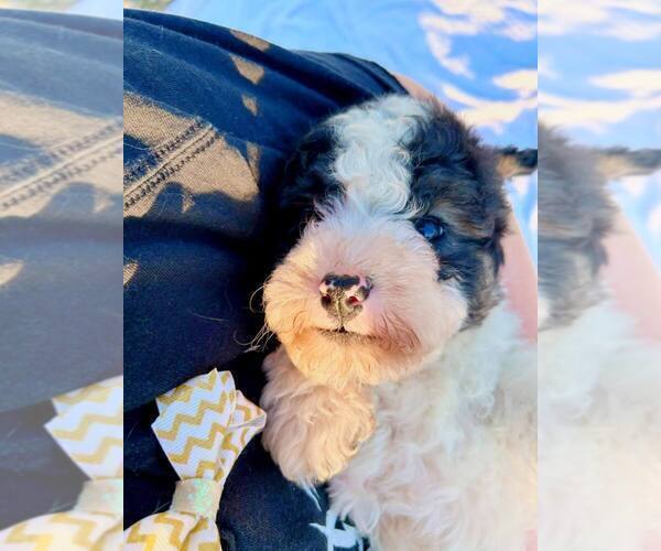 Medium Photo #5 Bernedoodle-Doodle Mix Puppy For Sale in BLUE SPRINGS, MO, USA