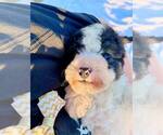 Small #4 Bernedoodle-Doodle Mix