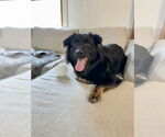 Small #2 Australian Shepherd